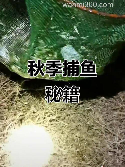 自制麦穗鱼饵料？