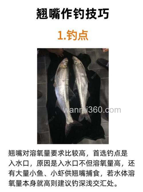 秋天怎样钓白条翘嘴鱼料