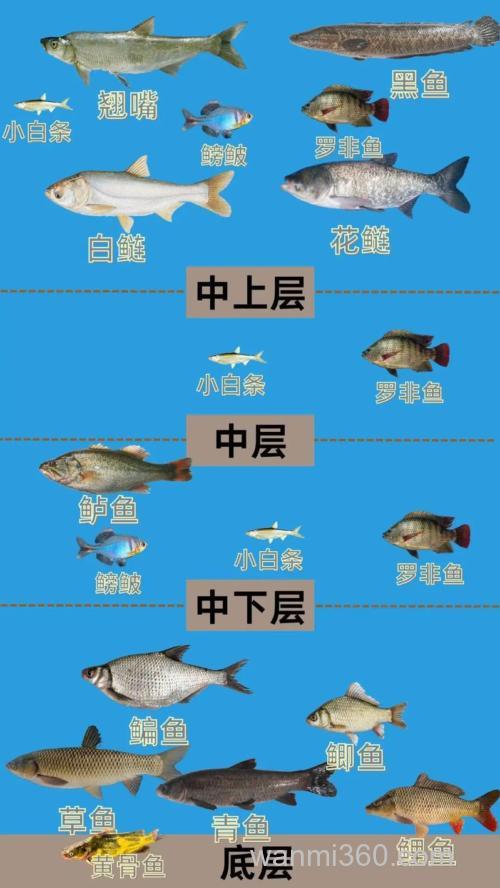 皇姑鱼喜欢在什么水层?掌握中下层钓点与季节规律,显著提升海钓成功率