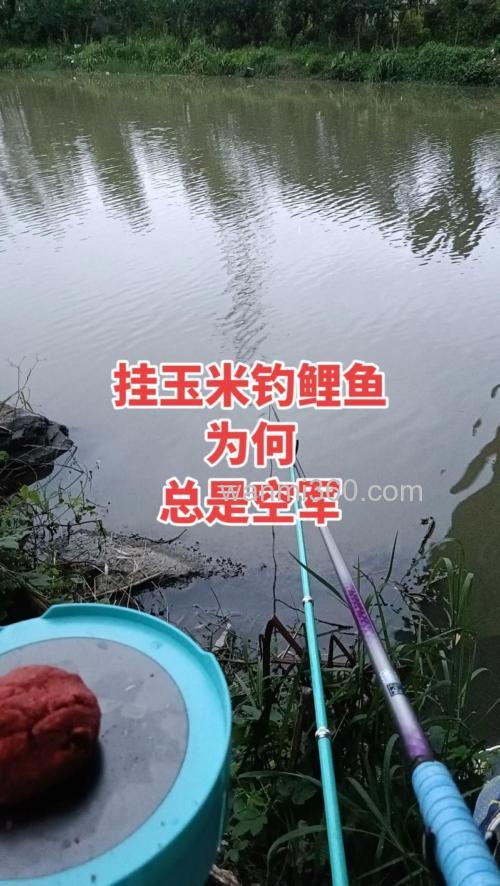 玉米钓鲤鱼为什么顶漂?