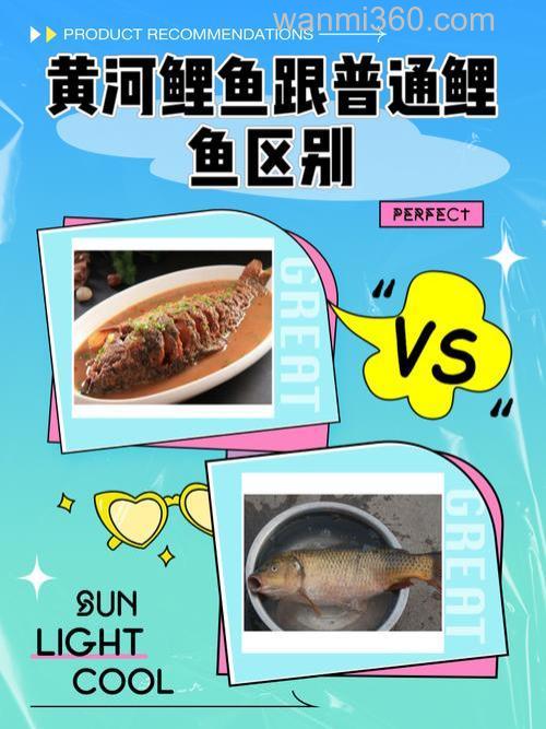黄河鲤鱼主要吃什么?黄河鲤鱼和普通鲤鱼的区别