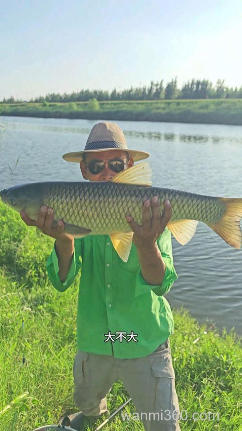 玉米面打窝可以钓鱼吗,钓什么鱼