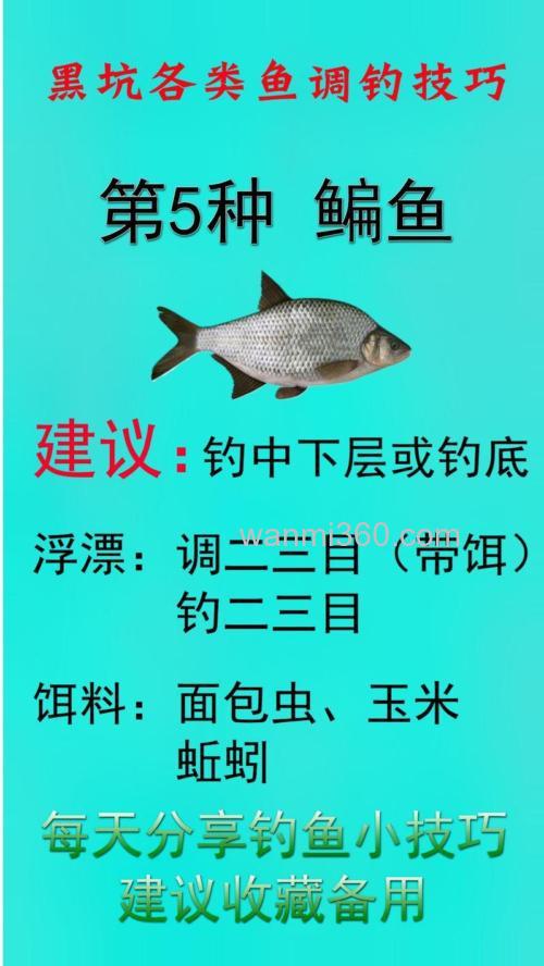 钓鳊鱼的商品饵组合?