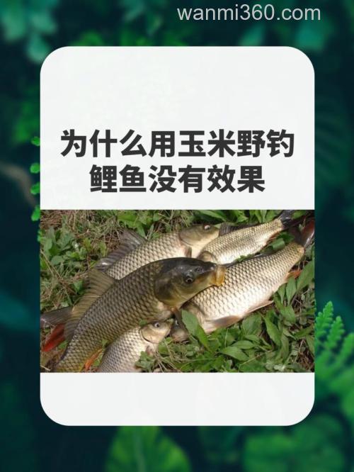 为什么用玉米野钓鲤鱼没有效果