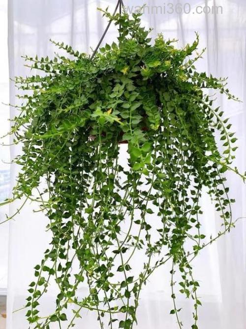 什么植物可以钓鱼