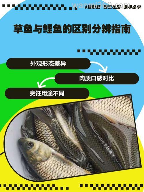 怎样识别草鱼、鲤鱼、鲫鱼、雄鱼、鲢鱼,它们的外形特征各有什么区别?