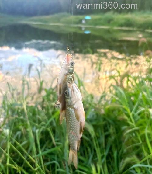 城市小河用什么饵钓草鱼?