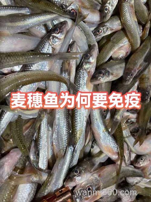 秋季麦穗鱼闹窝怎么办?