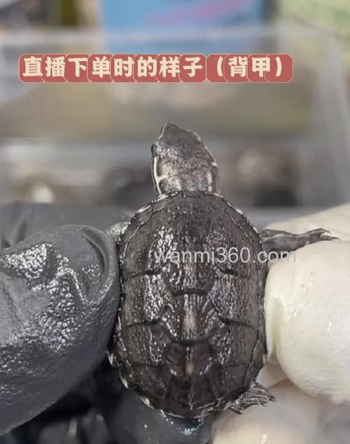 麝香龟混养什么工具鱼最好？