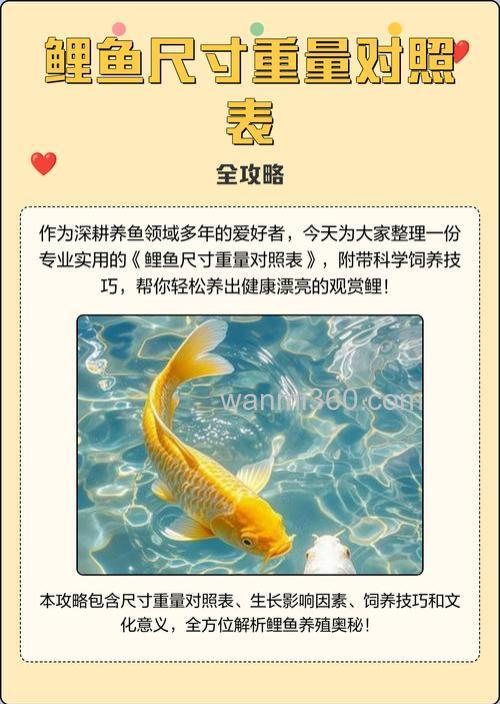 鲤鱼送礼要几斤重