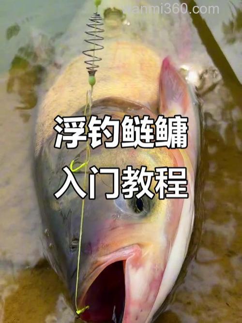 鲢鳙,做到这3点,钓起来压根没什么难度
