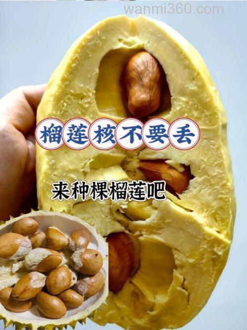榴莲核怎么种