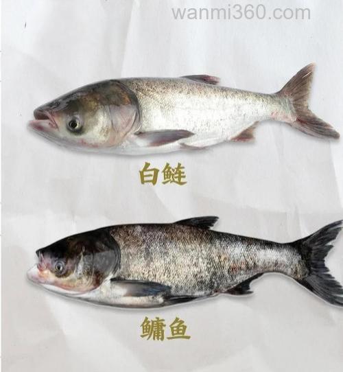 鲢鳙吃谷子吗？