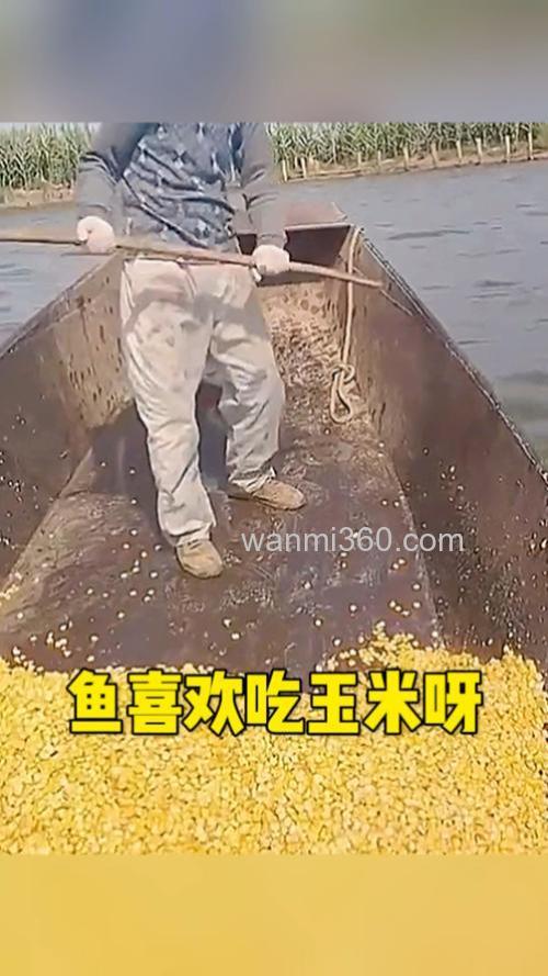 哪些鱼喜欢吃玉米？