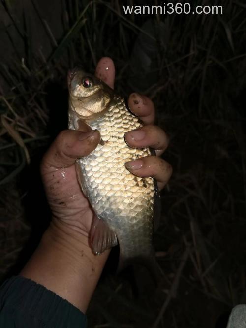 九月下旬夜钓什么鱼?