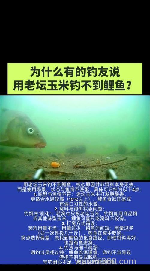 老坛玉米钓鲤鱼效果怎么样