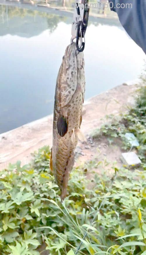 夏季垂钓黑鱼应该怎样垂钓?