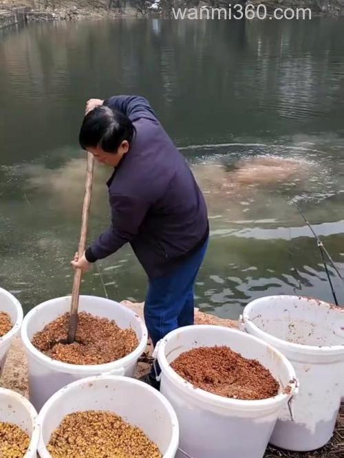 放鱼池钓鱼用什么打窝?