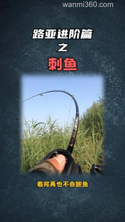 台钓刺鱼技巧大揭秘!把握最佳时机,提高中鱼概率