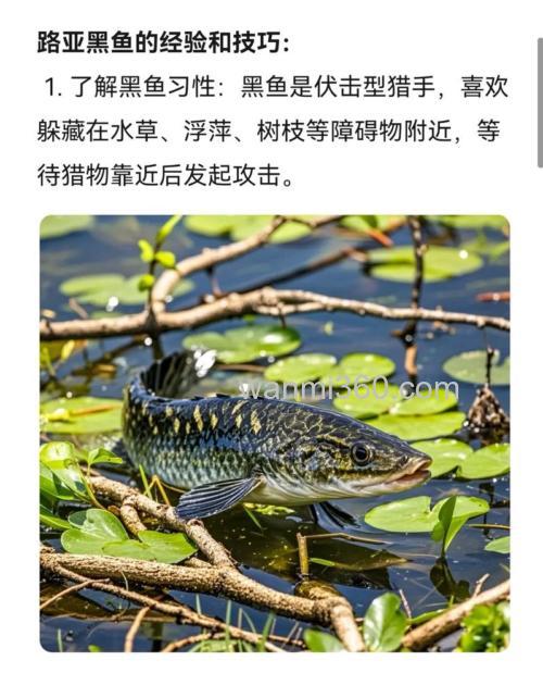 夏季垂钓黑鱼应该了解这几点