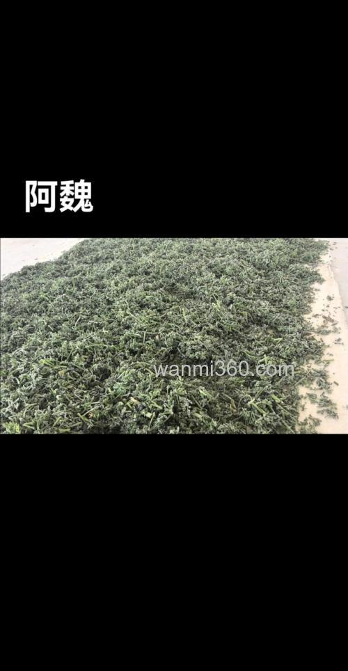阿魏家常做法?