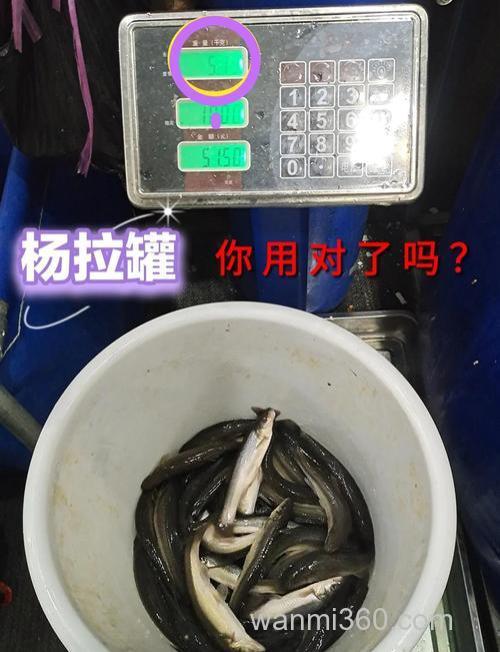 我用两块钱一根的火腿肠也钓到很多大鲫鱼,为什么还要用商品饵呢?