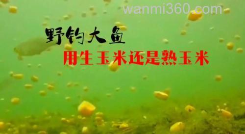 野钓用生玉米还是熟玉米好(玉米钓鱼用生玉米还是熟玉米)