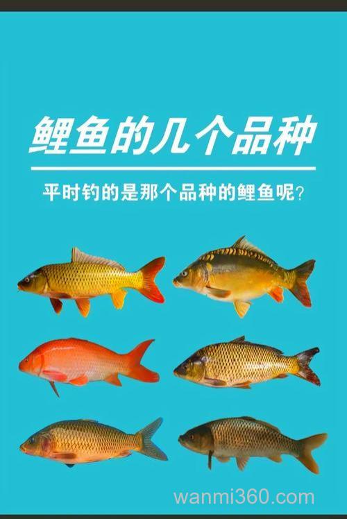 钓鲤鱼用什么鱼儿呀,说说做法