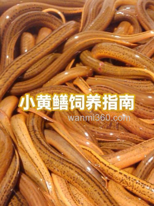 养黄鳝逻辑上要做那些步骤?