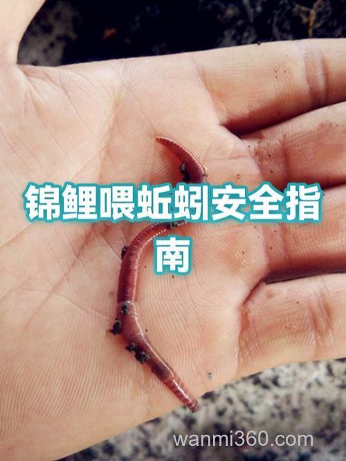 鲤鱼吃青蚯蚓吗？