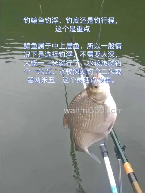 钓鳊鱼是钓底还是钓浮