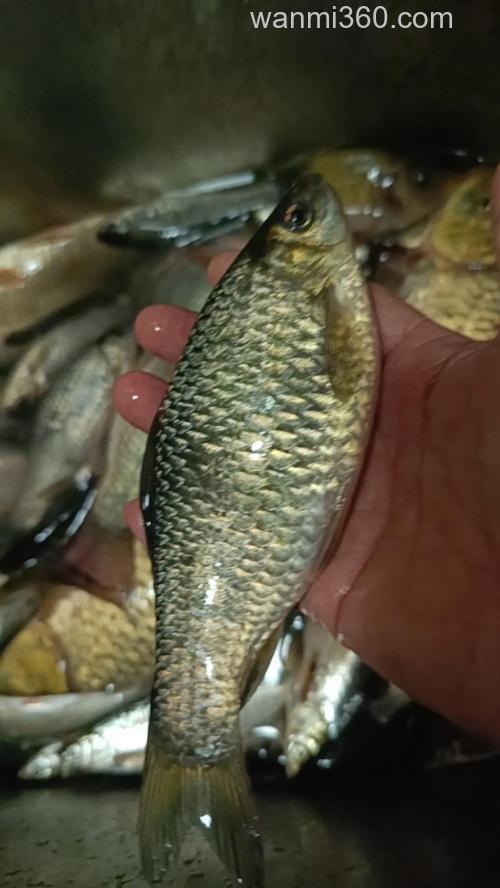 石匣水库都有什么鱼？