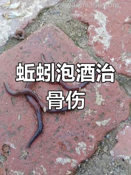 蚯蚓泡酒的正确方法?