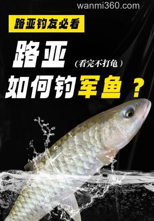 钓军鱼用什么饵料好 钓军鱼用什么饵料比较合适