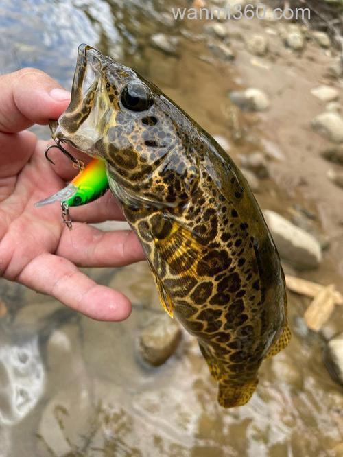 野钓鳜鱼必看:蚯蚓饵料搭配钓点选择技巧,清晨黄昏作钓效果显著