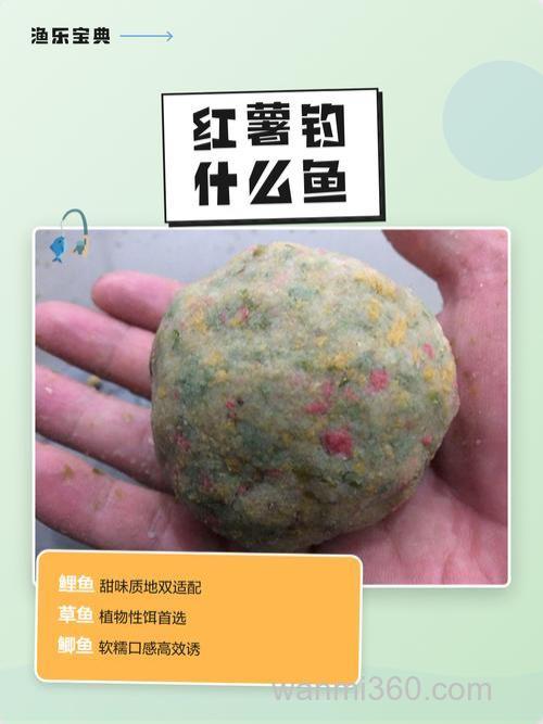 初春红薯可以钓草鱼吗?