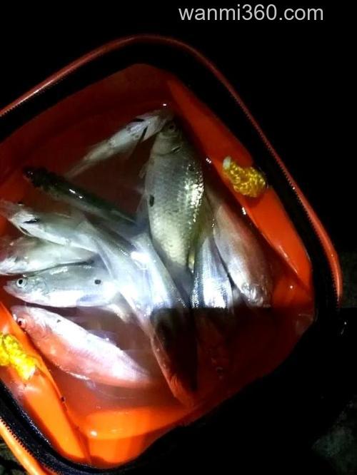 猪油渣钓鱼？