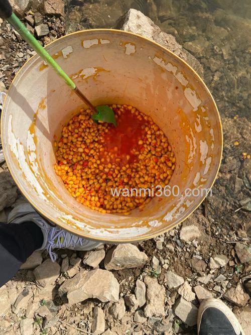 麝香泡玉米怎么样？