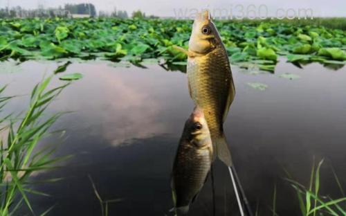 麝香小麦钓鲫鱼怎么样?