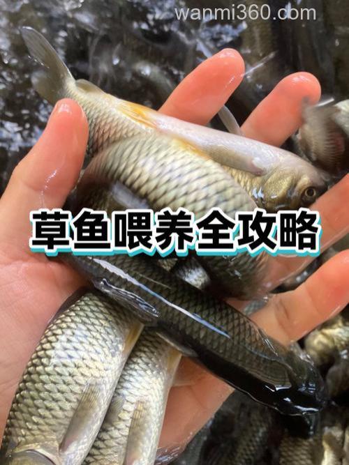 呼市哪里能买到草鱼饲料？