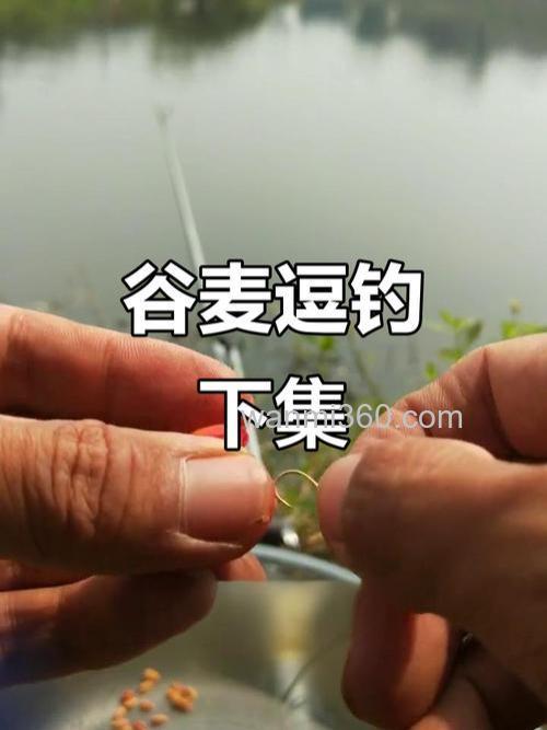 立春谷麦钓鲤鱼方法与技巧？