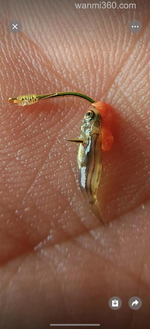 3号袖钩能用玉米粒钓鱼么?