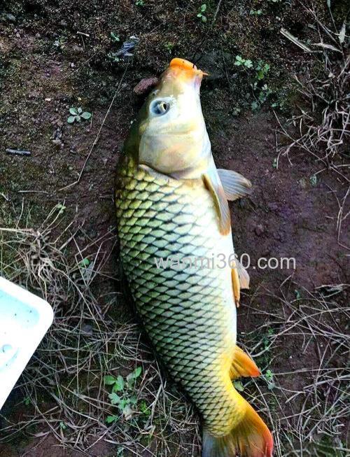 江河钓鲤鱼