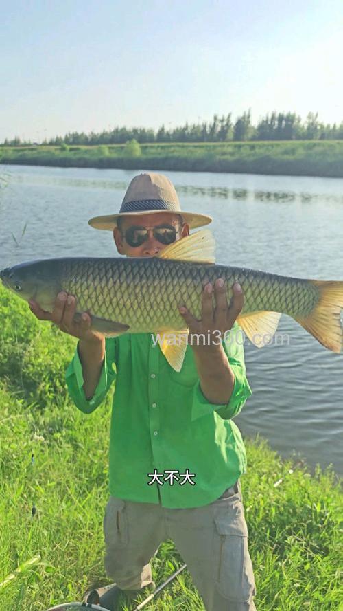 玉米钓草鱼选什么位置?