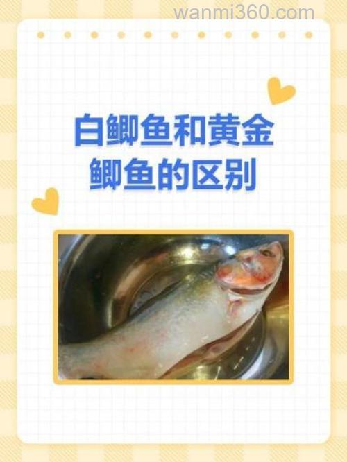 黄金鲫鱼和白鲫鱼小药区别？