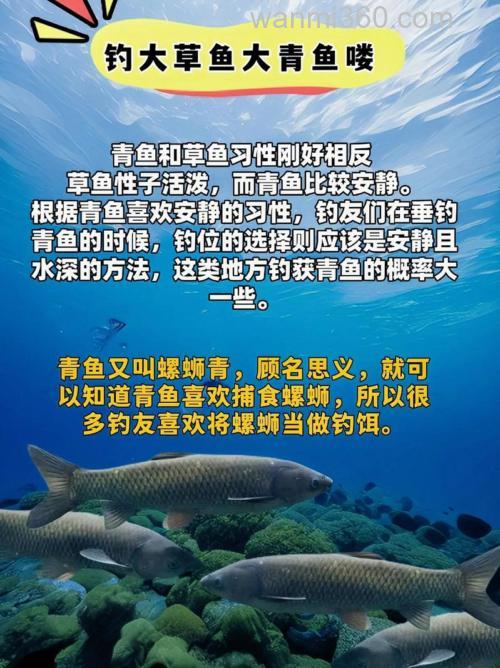 丸九荒食和无双可以钓草鱼青鱼吗？