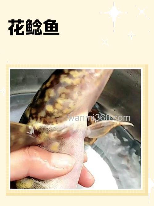 怎样制作花白鲶鱼料