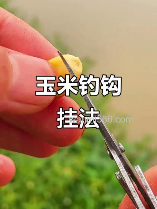 玉米串钩钓鲤鱼的方法？