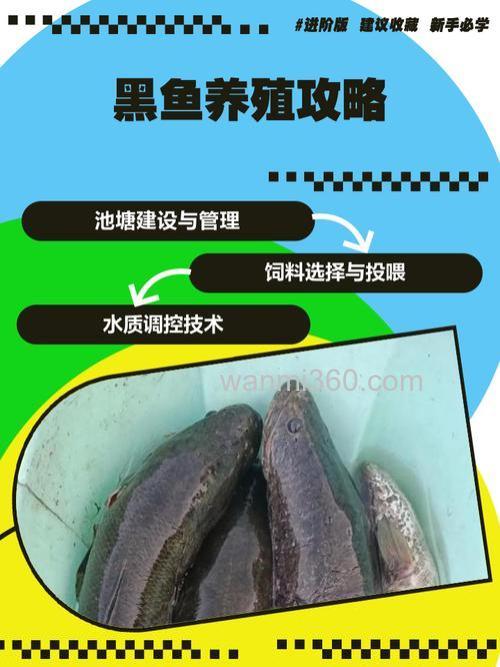 黑鱼怎样养殖