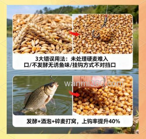 用麦子钓鲫鱼技巧口诀？